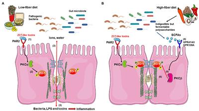 Use of Short-Chain Fatty Acids for the Recovery of the Intestinal Epithelial Barrier Affected by Bacterial Toxins